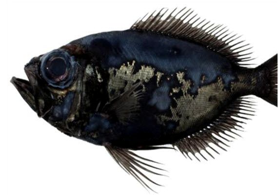 Diretmichthys parini_02